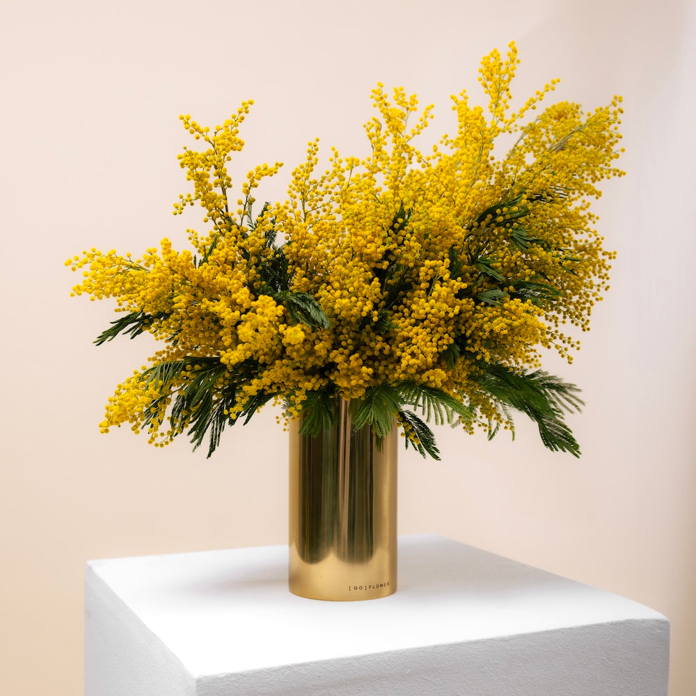 Mimosa