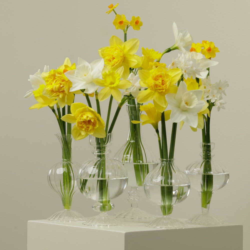 Paper white Daffodils
