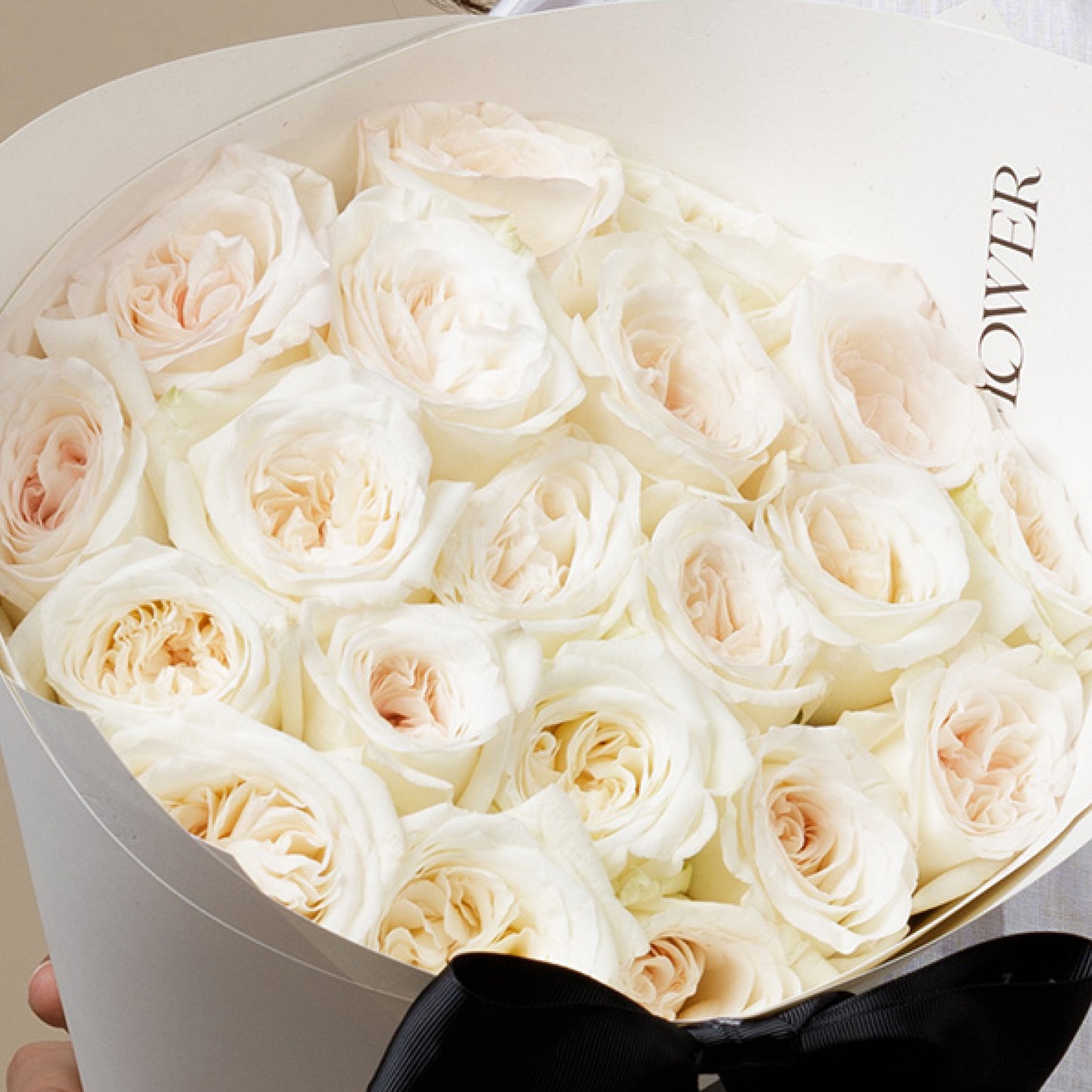White O'hara Rose
