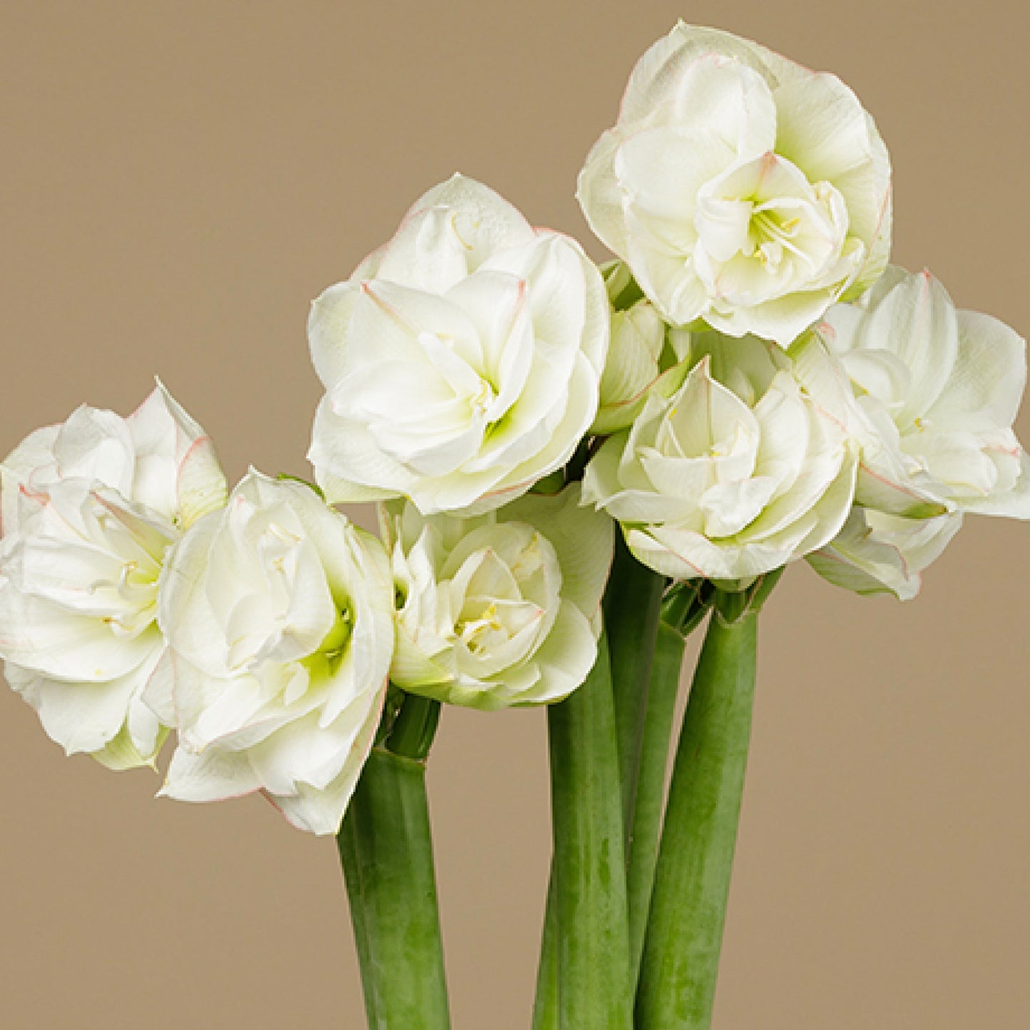Tripple Petal Amaryllis