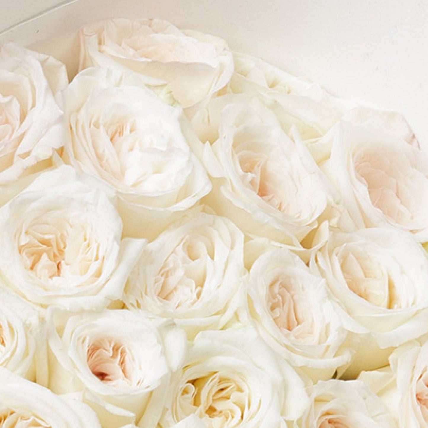 White O'hara Rose