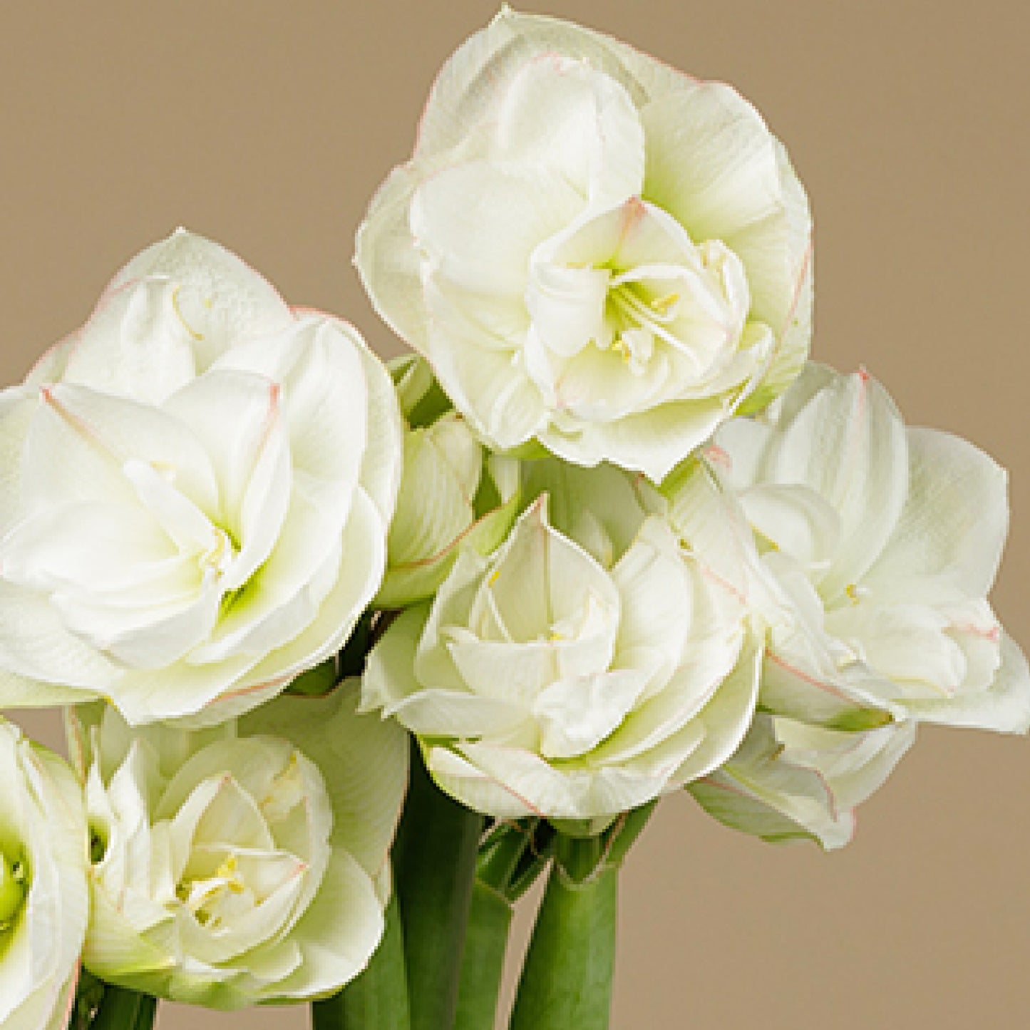 Tripple Petal Amaryllis