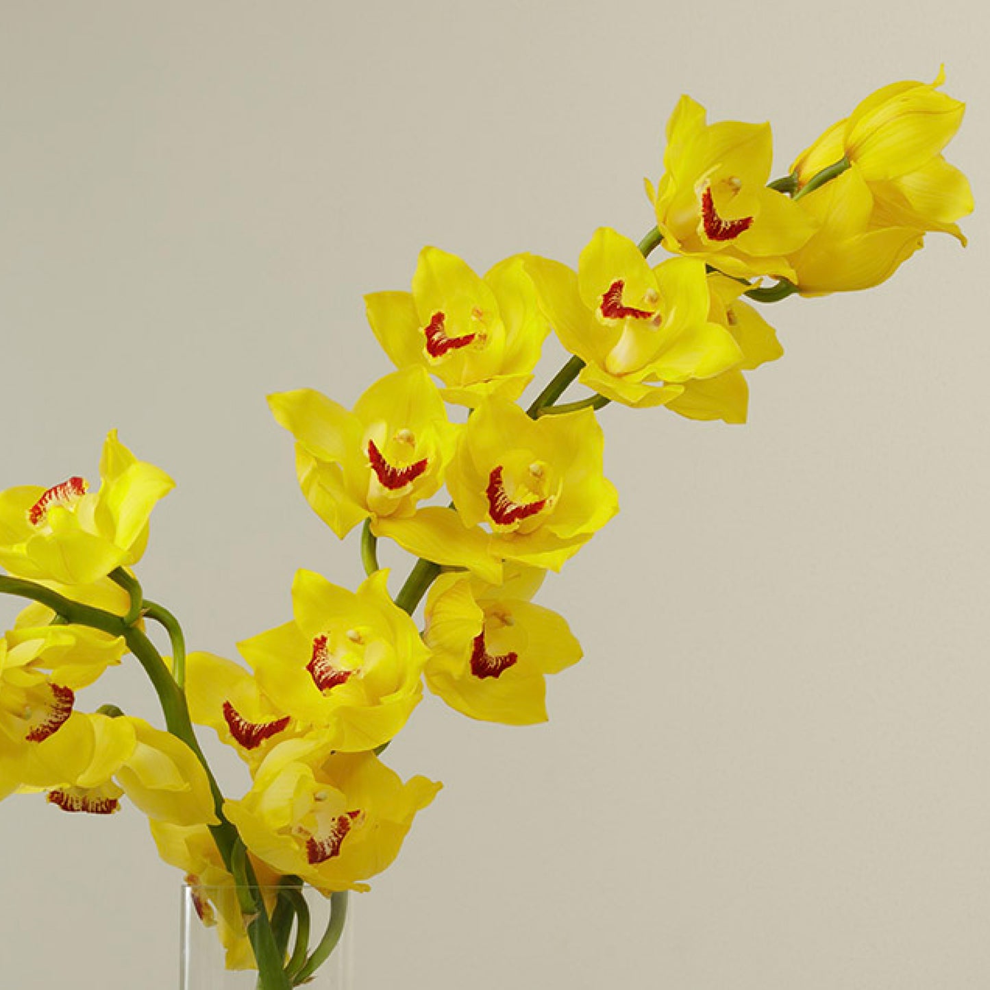 Canary Cymbidium Stems With Vase