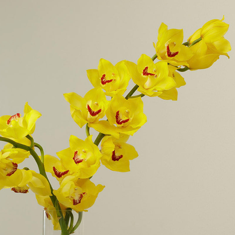 Canary Cymbidium Stems With Vase