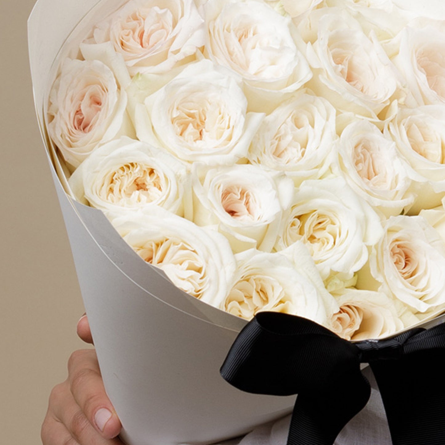 White O'hara Rose