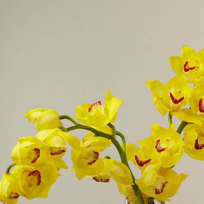 Canary Cymbidium Stems With Vase