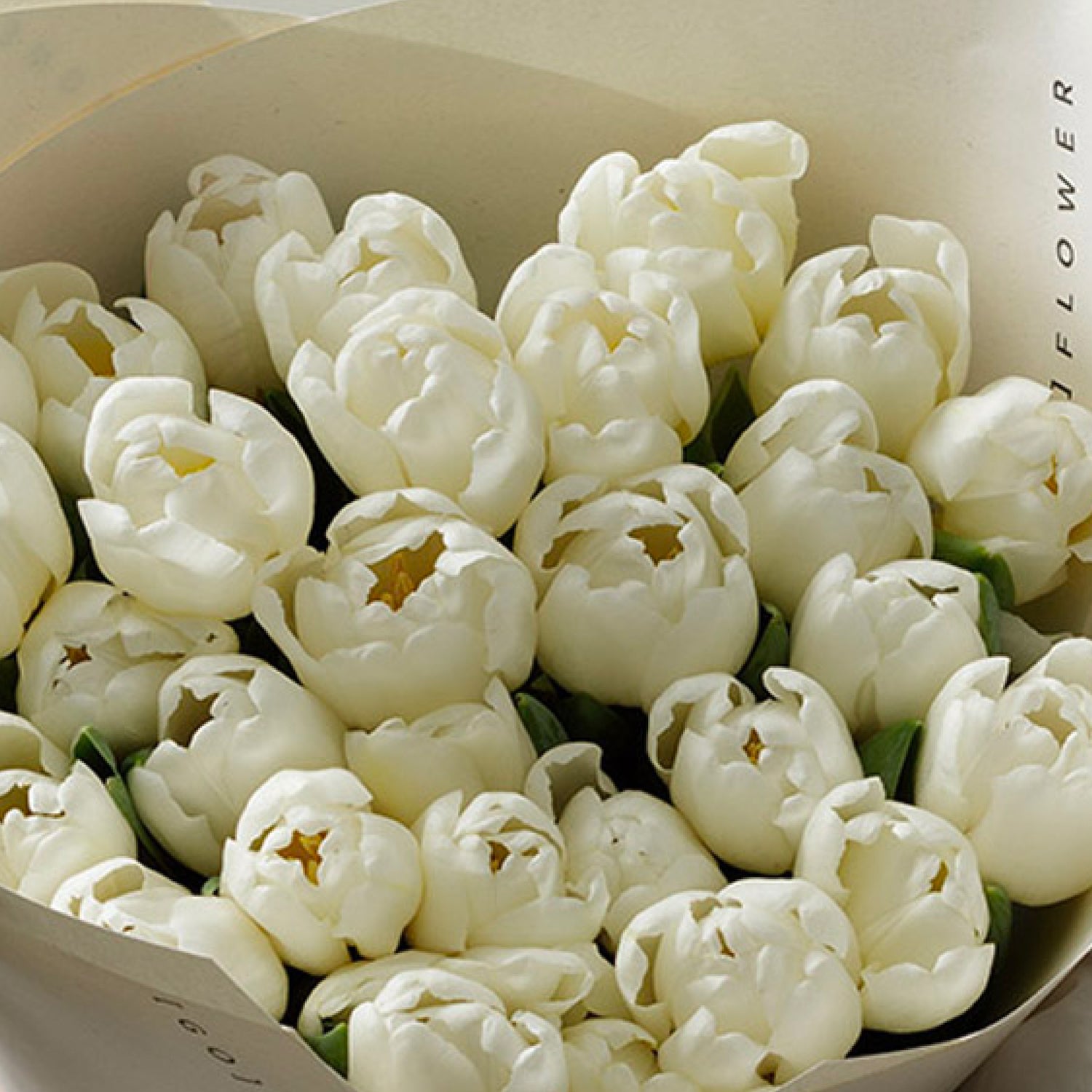 Arctic White Tulips
