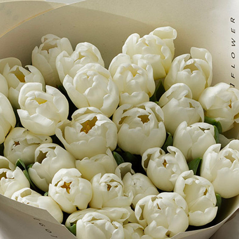 Arctic White Tulips