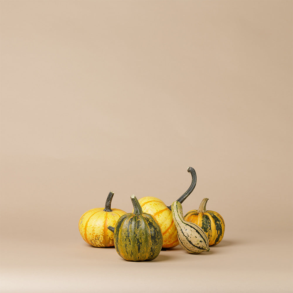 Couture Pumpkin (Set Of 5)