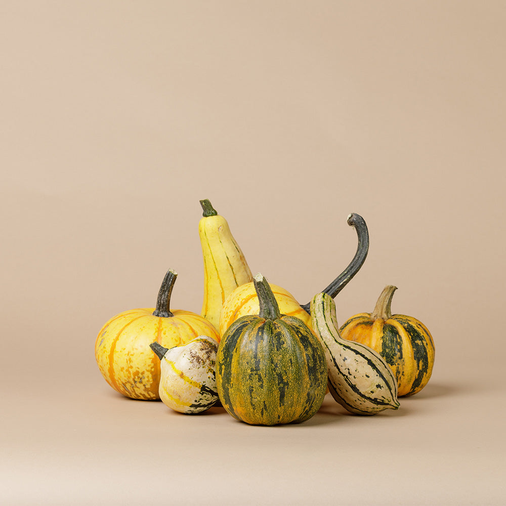 Couture Pumpkin (Set Of 5)