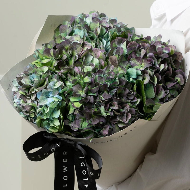 Hulk Hydrangea