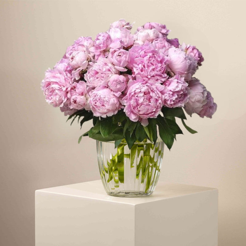 Fraise Peony