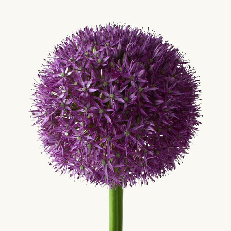 Allium - Purple/Blue Extra Long stem