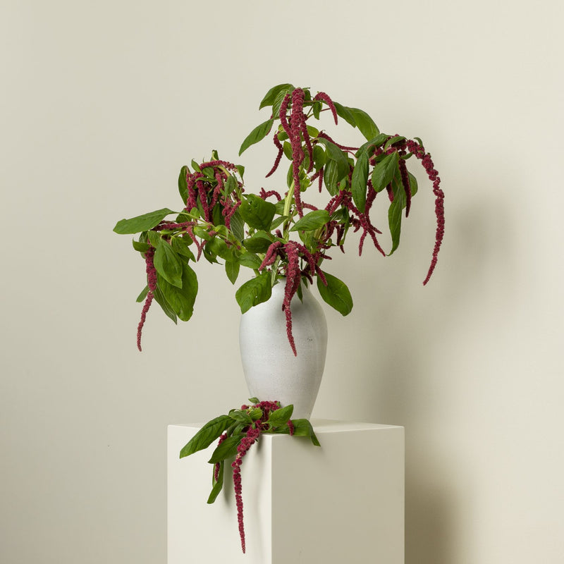 Amaranthus