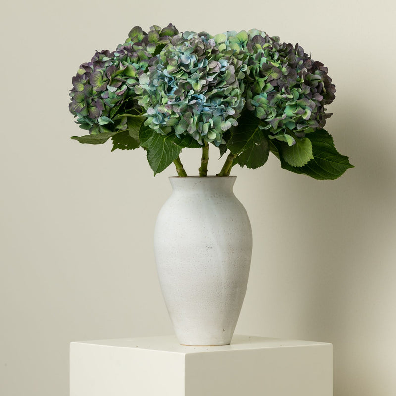 Hulk Hydrangea