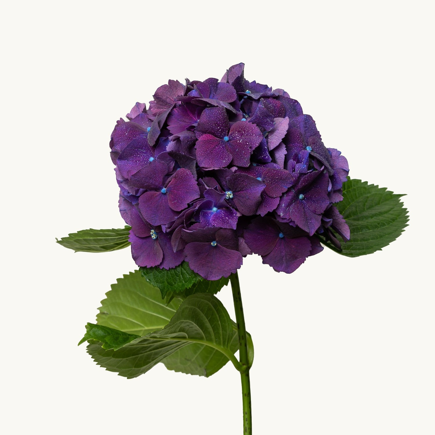 Royal Hydrangea