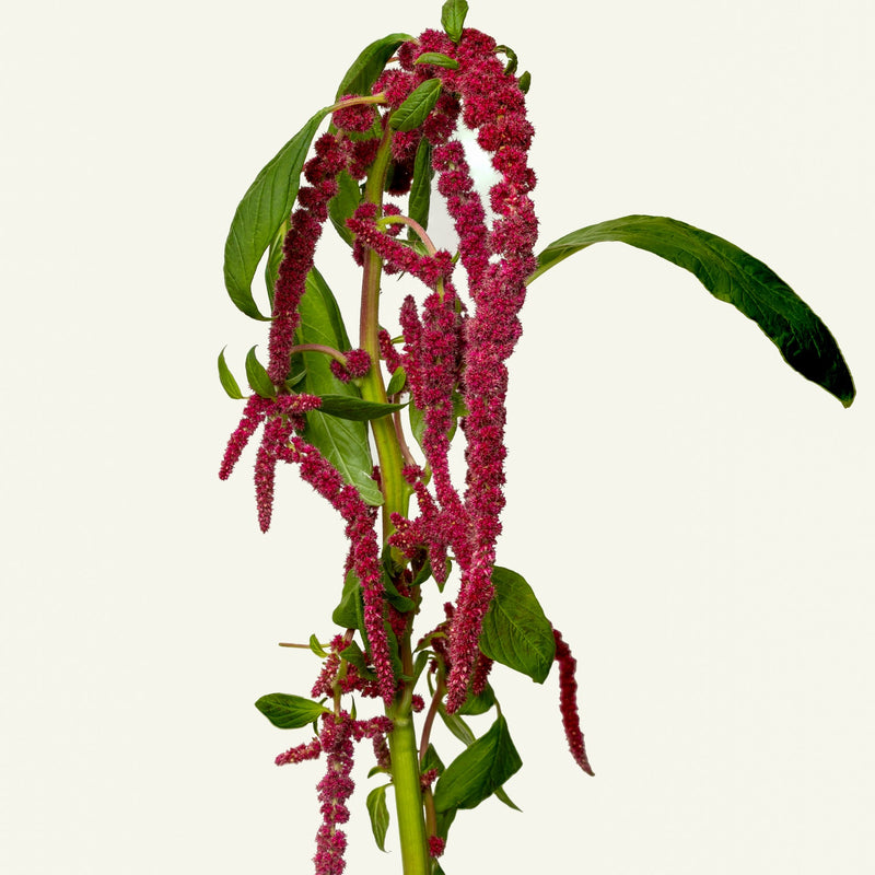 Amaranthus