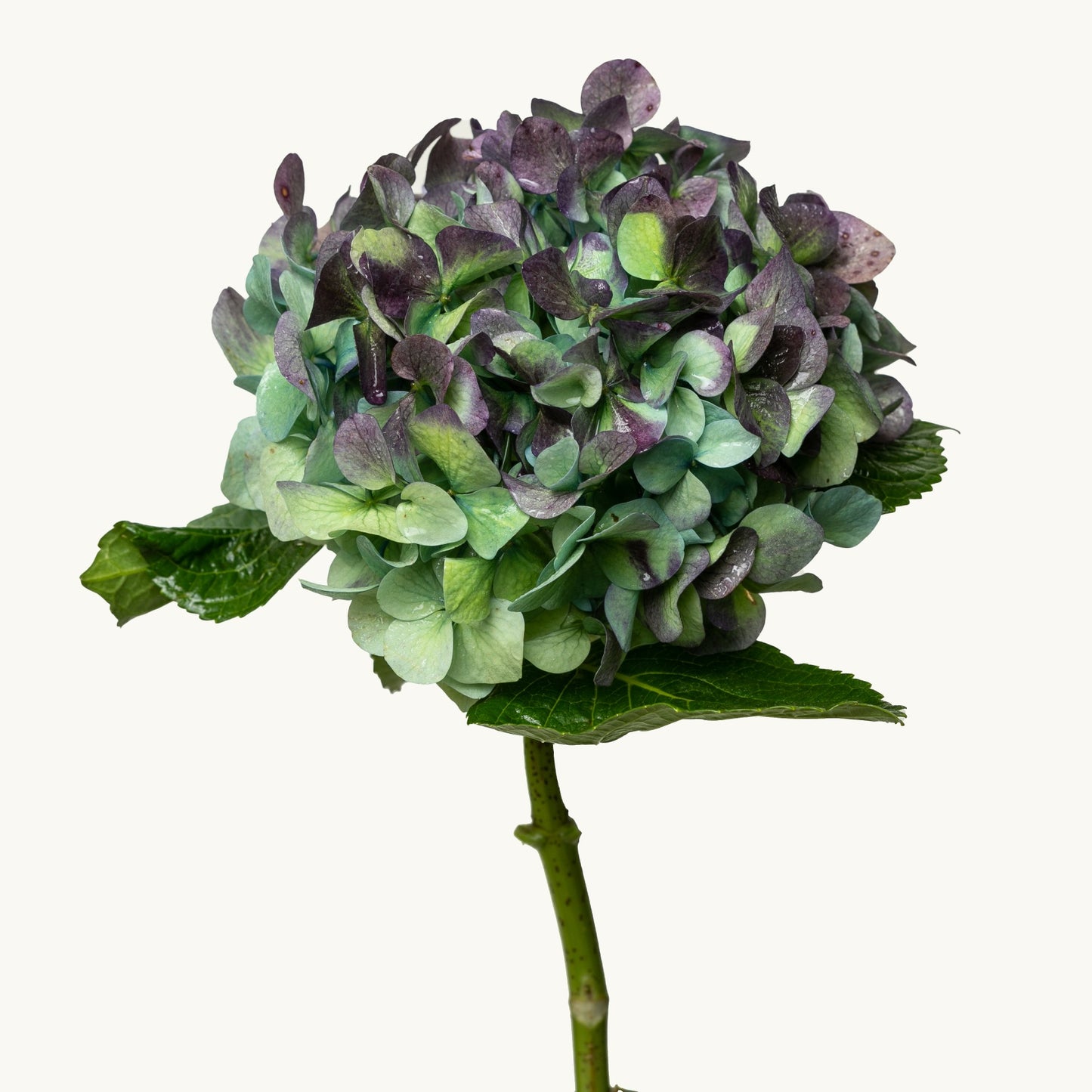 Hulk Hydrangea