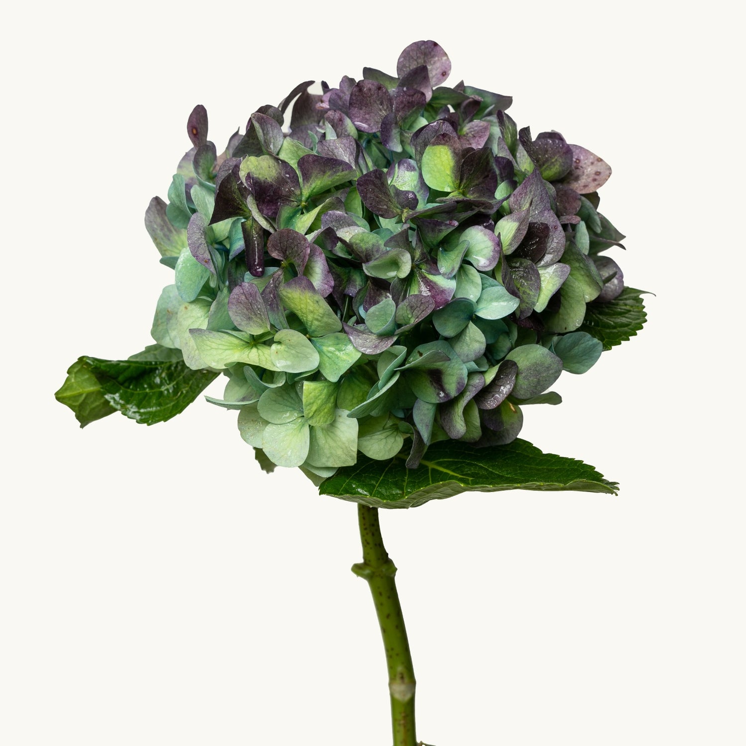 Hulk Hydrangea