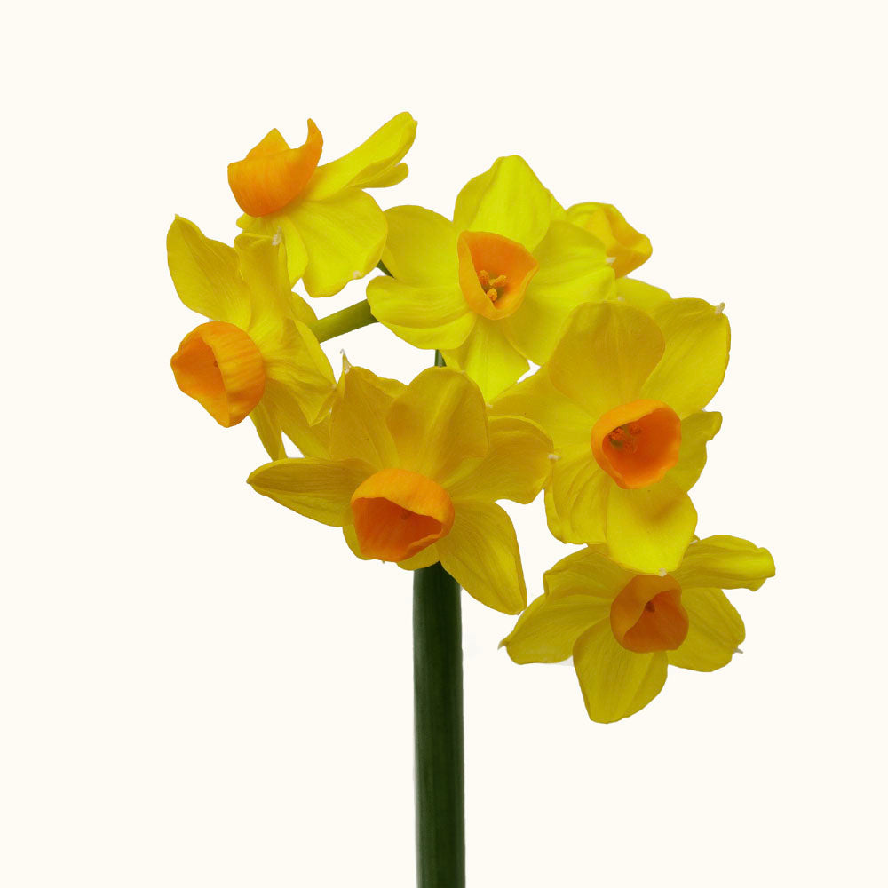 Soleil Mini Daffodils