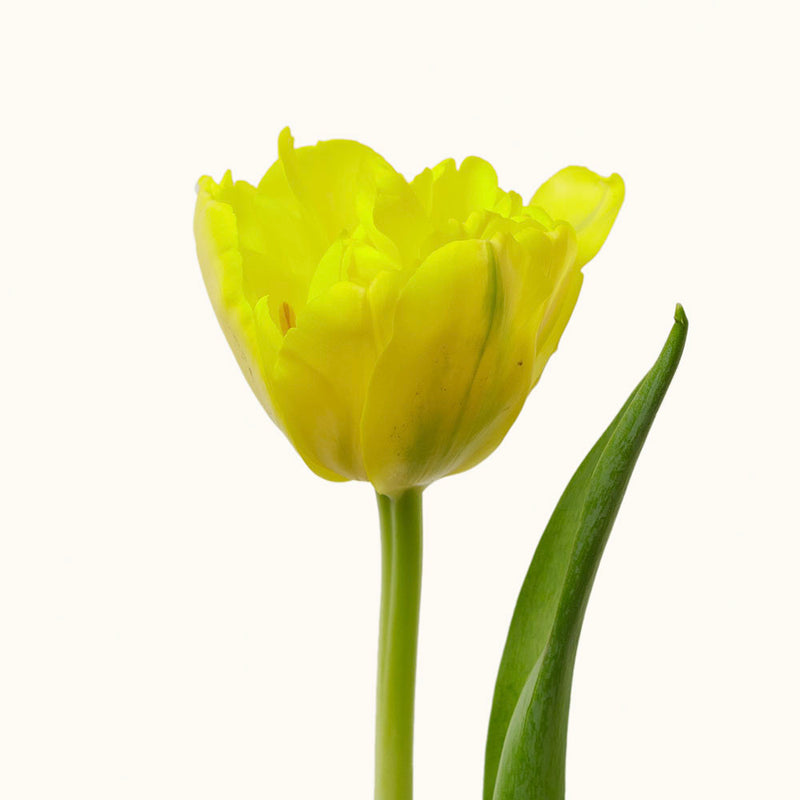 Double Petal Buttercup Tulips