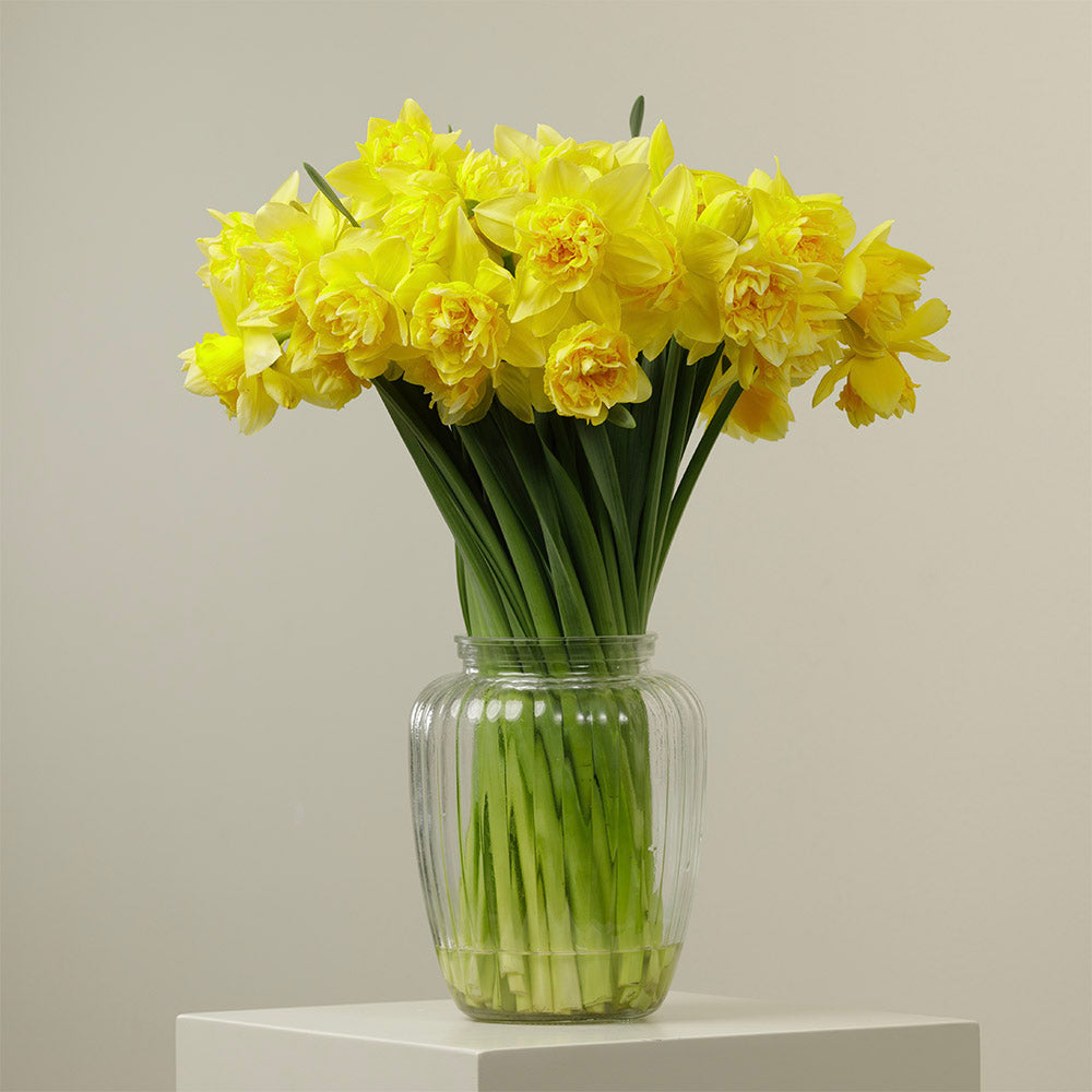 Daffodil delivery store