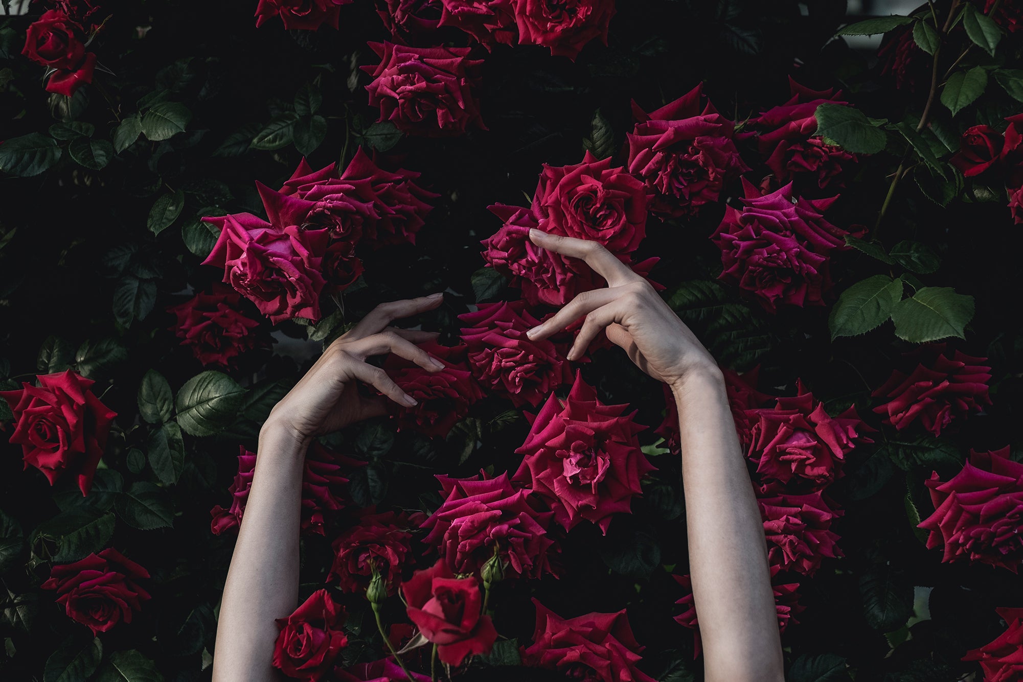 Red Roses Try Everything you need to know about your red roses – GO FLOWER