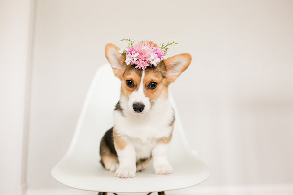 How to make a flower crown (for your pet)