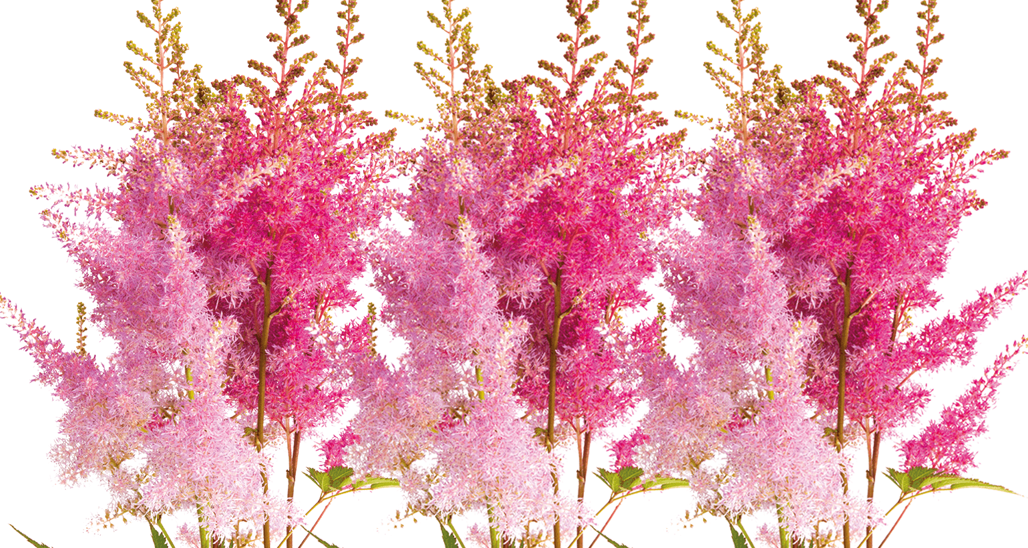 Astilbe