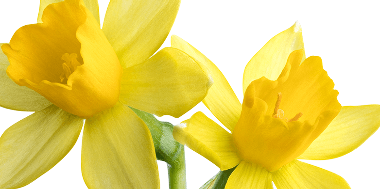 Daffodils