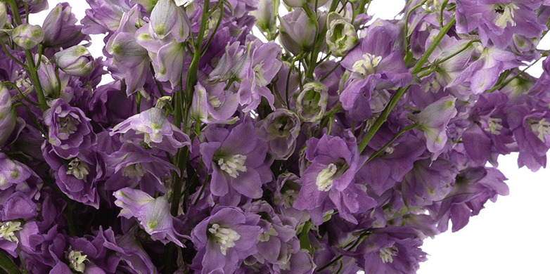 Delphinium