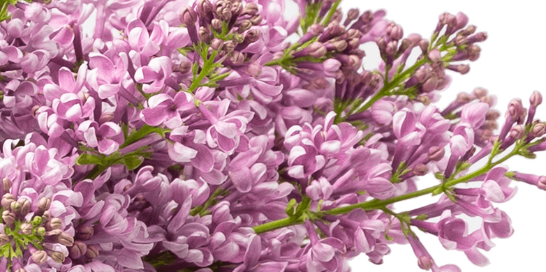 Lilac Flowers