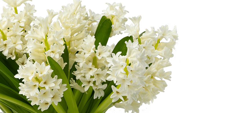 Hyacinth