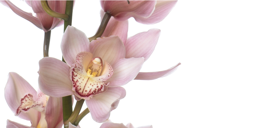 Cymbidium