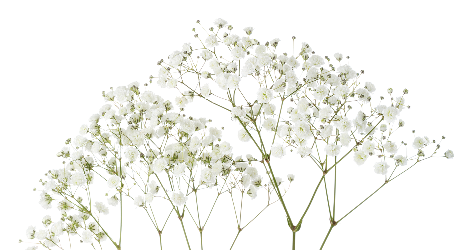 Gypsophila