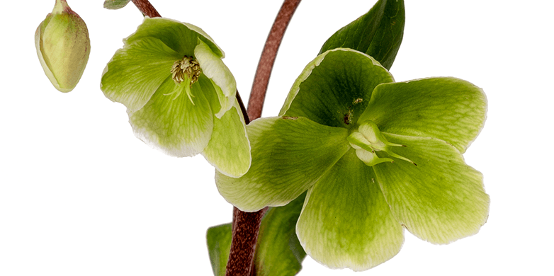 Hellebores