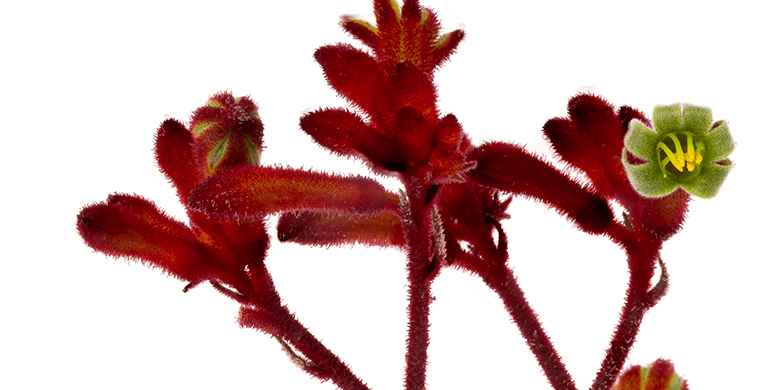 Kangaroo Paws