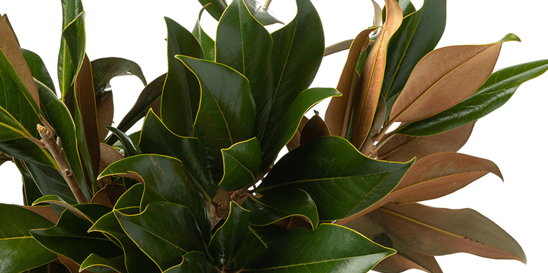 Magnolia Leaves