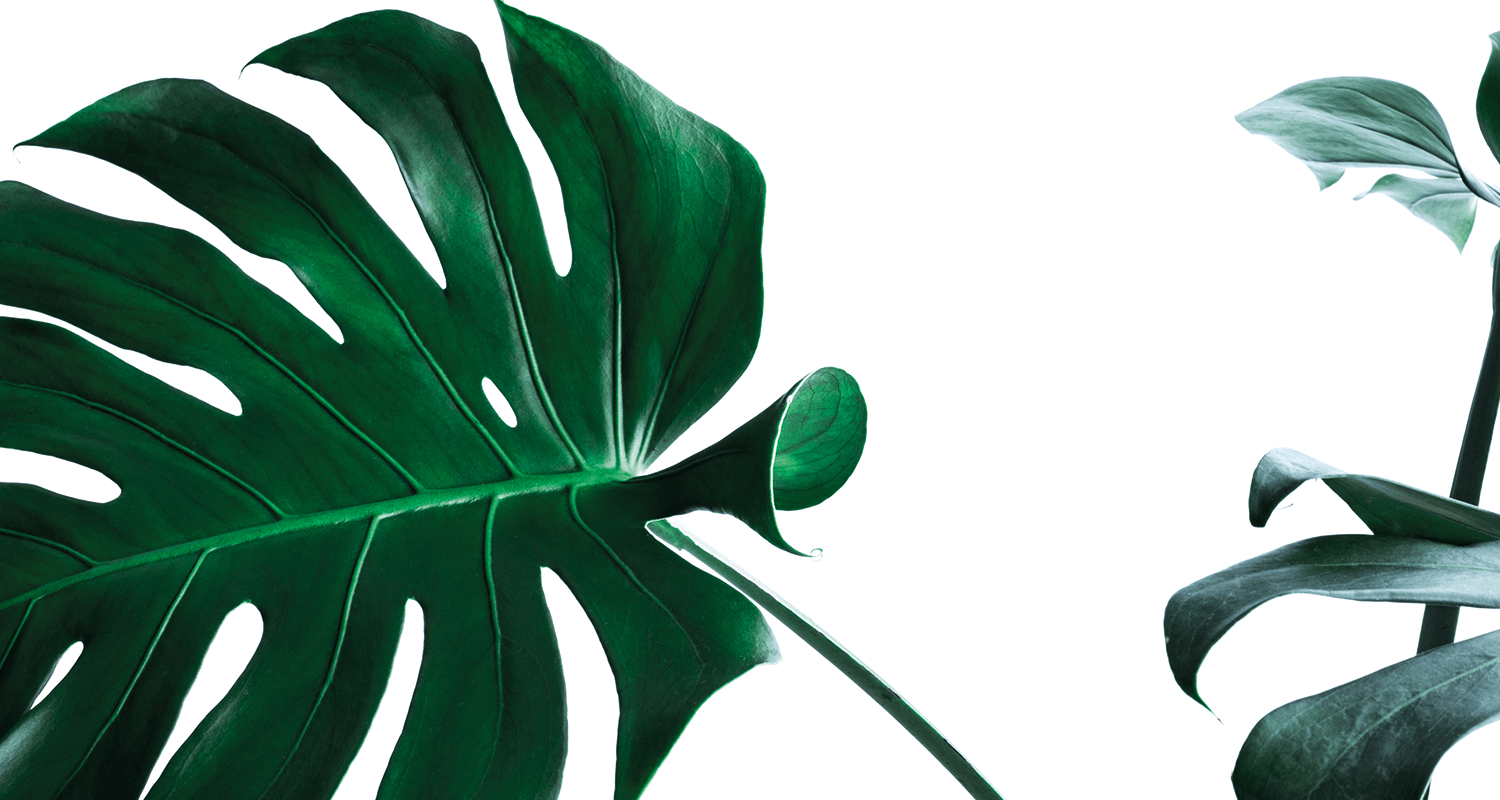 Monstera