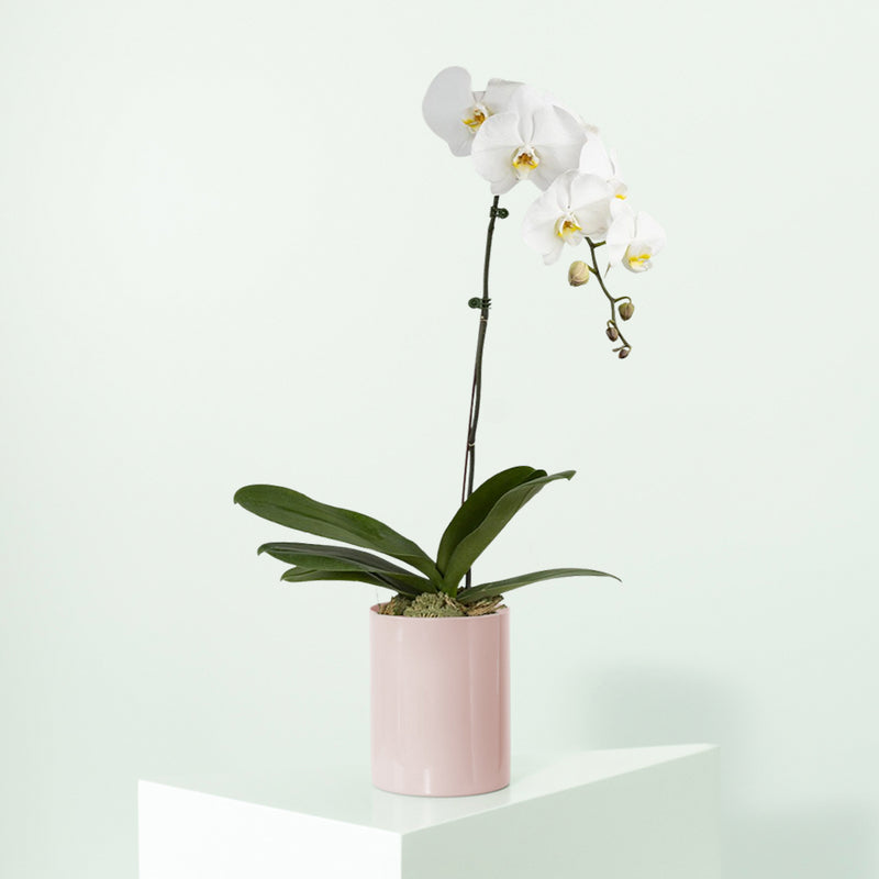 Orchid Single