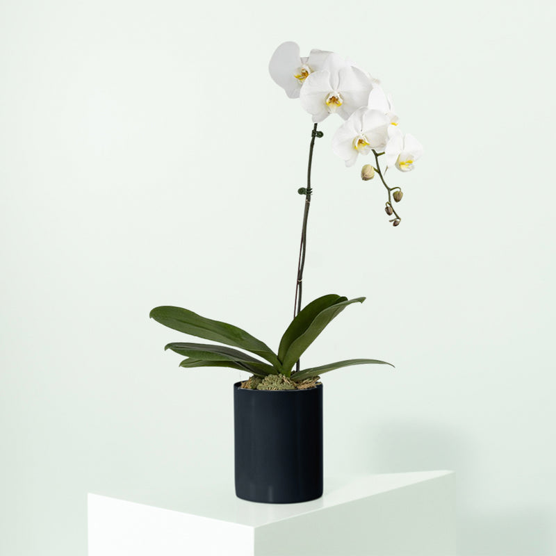 Orchid Single