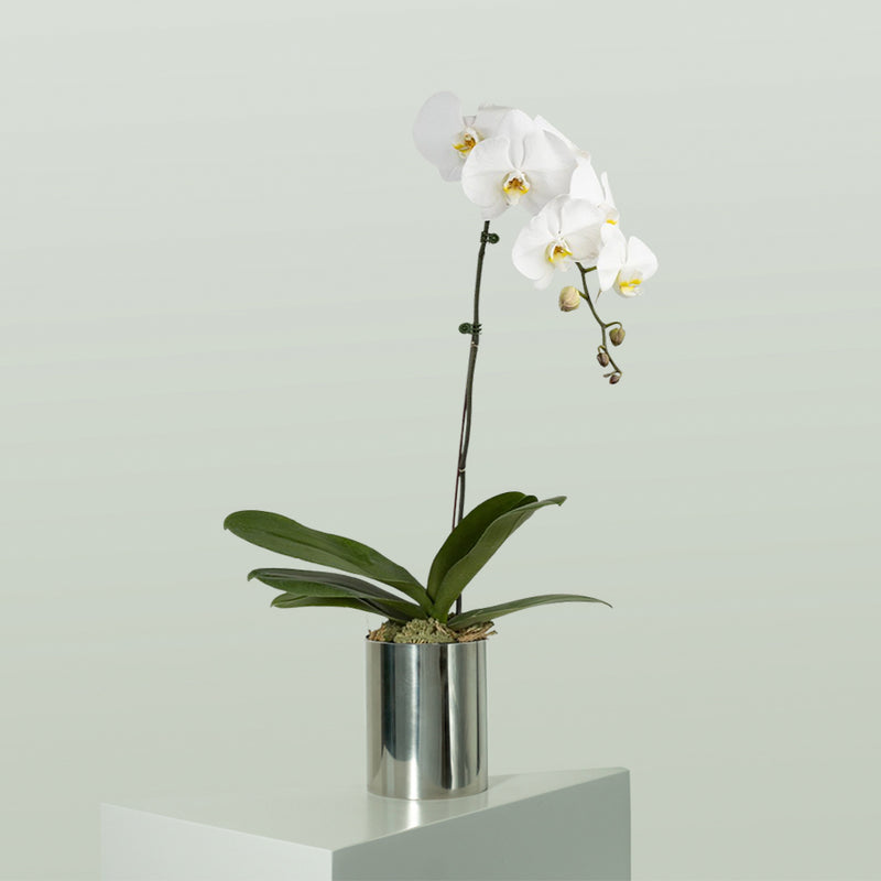 Orchid Single
