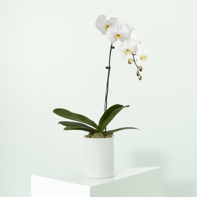 Orchid Single