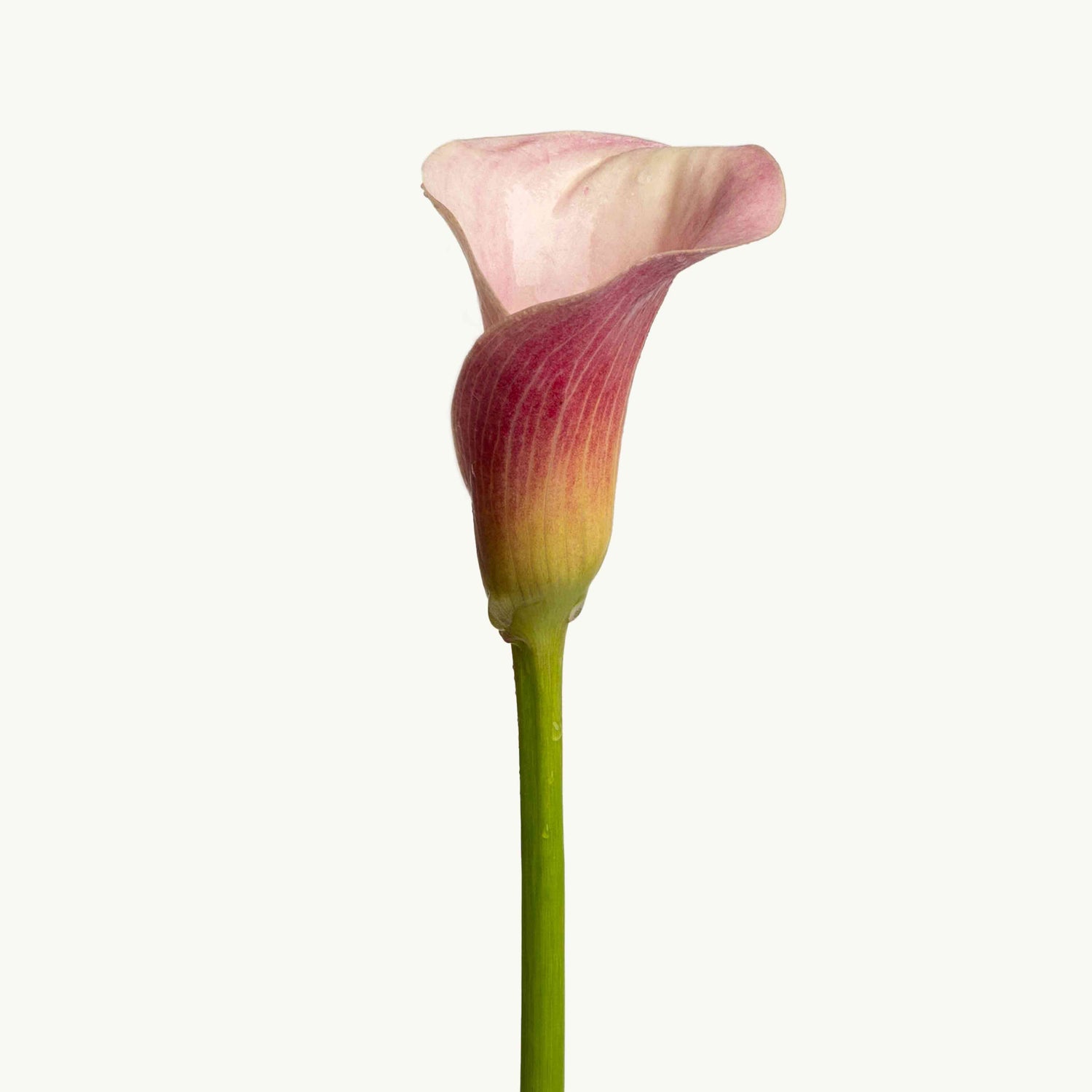 Blush Calla Lilies