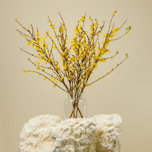 Forsythia