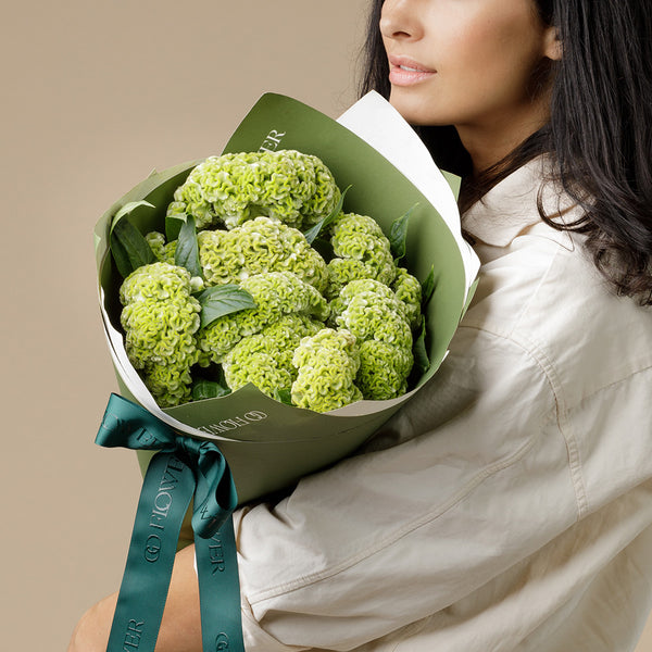 Green Celosia