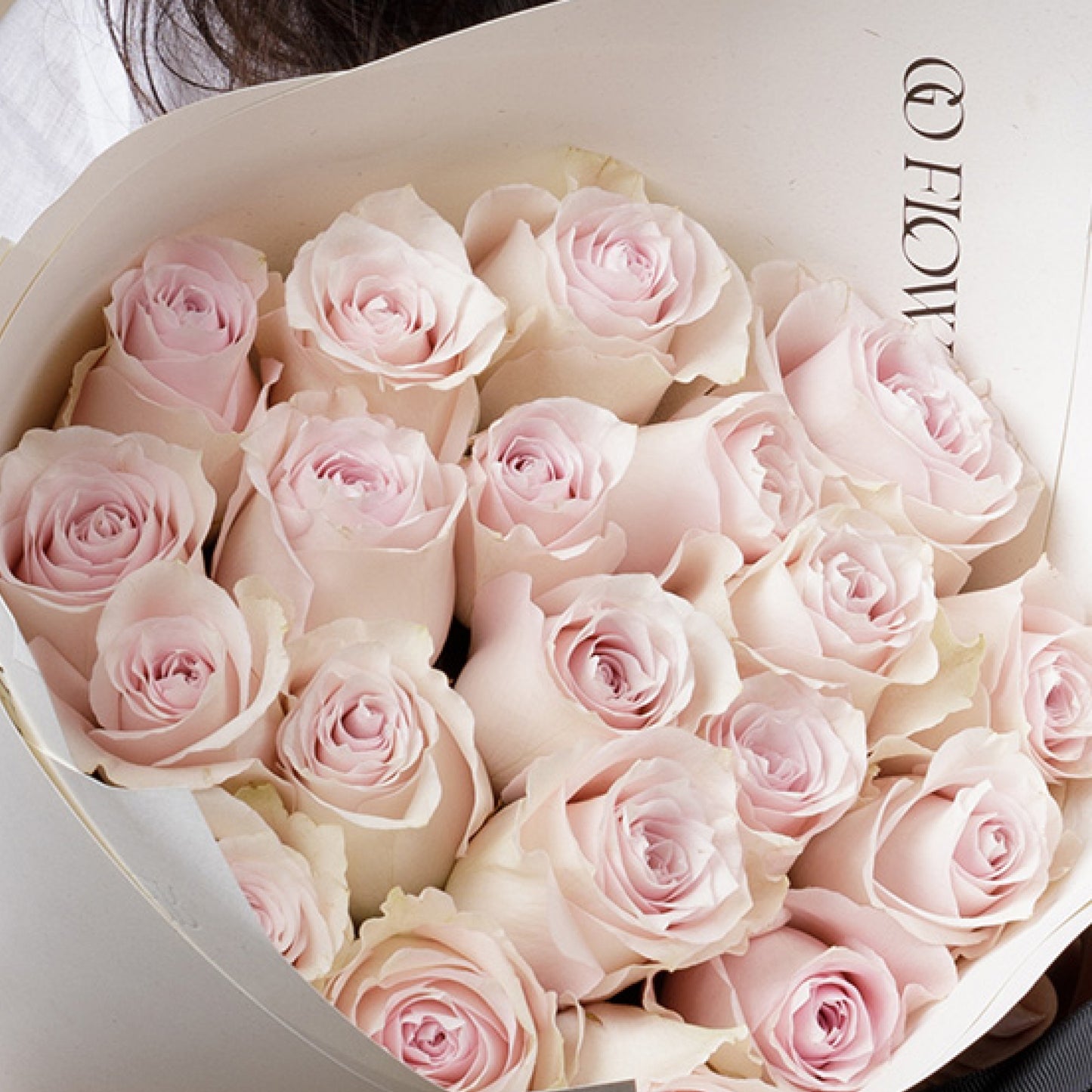 Pink Avalanche Roses