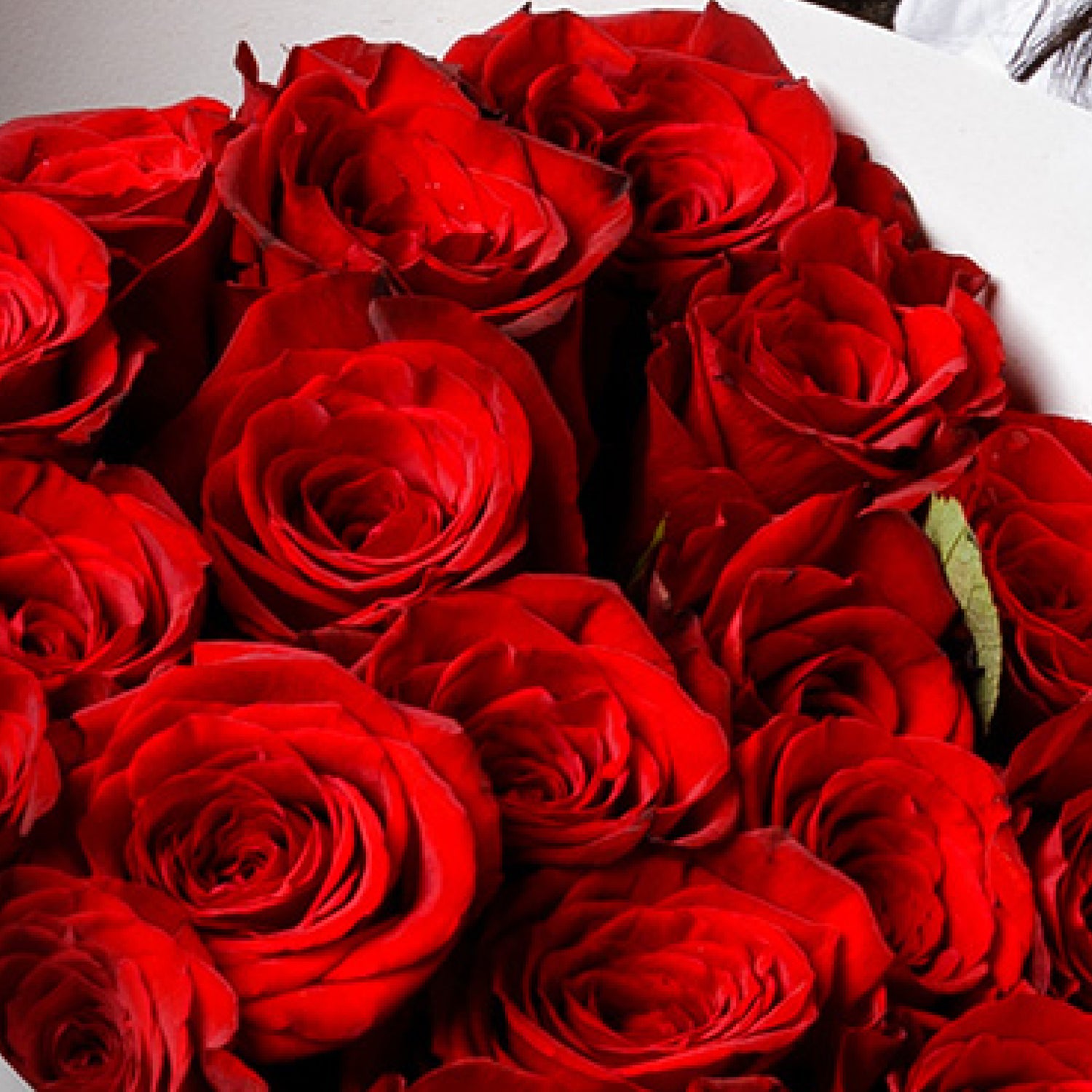 2 Dozen Red Milano Roses