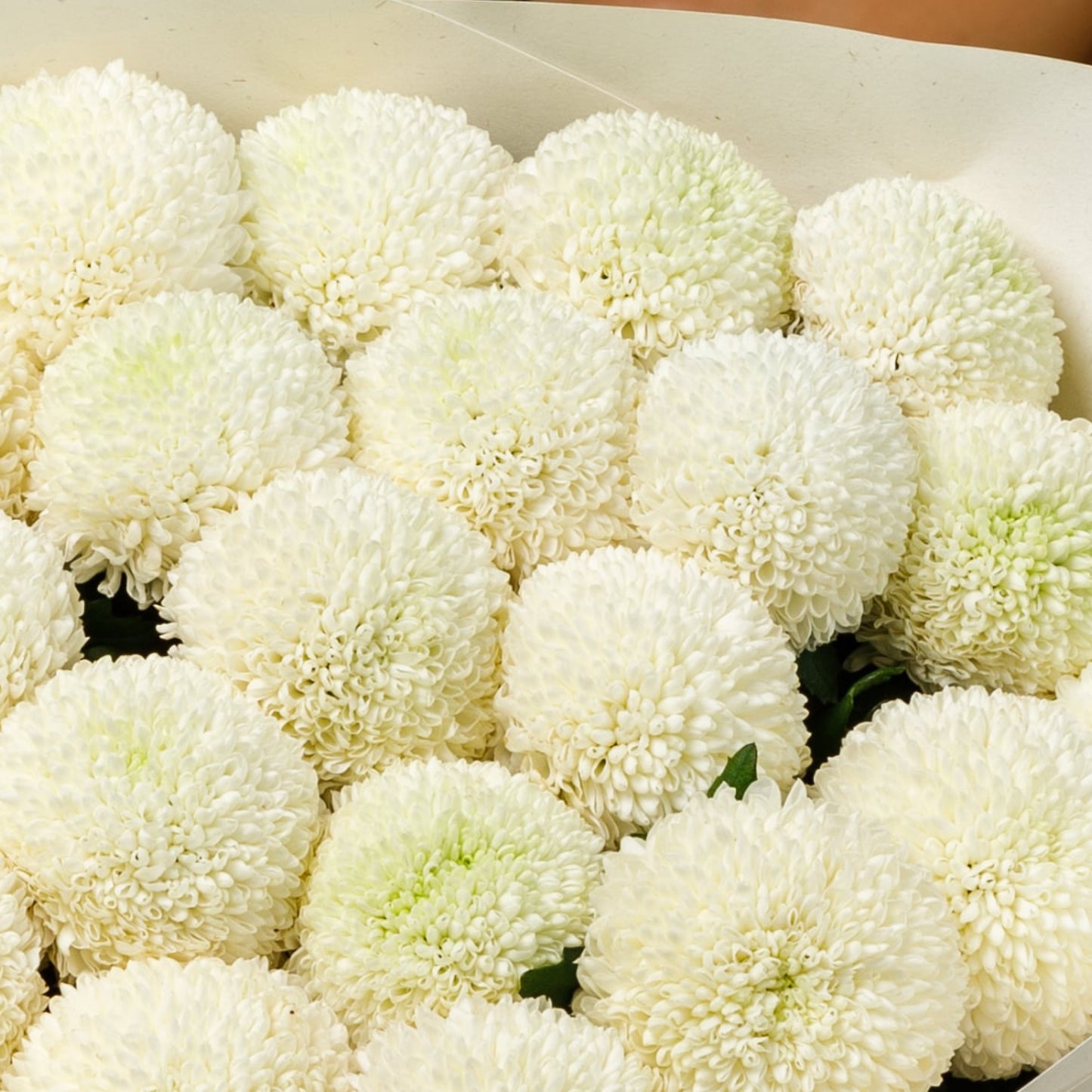 Chrysanthemum Snow Balls
