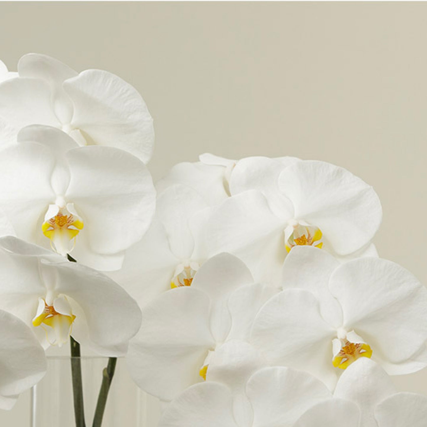 Blanco Orchid Stems With Vase